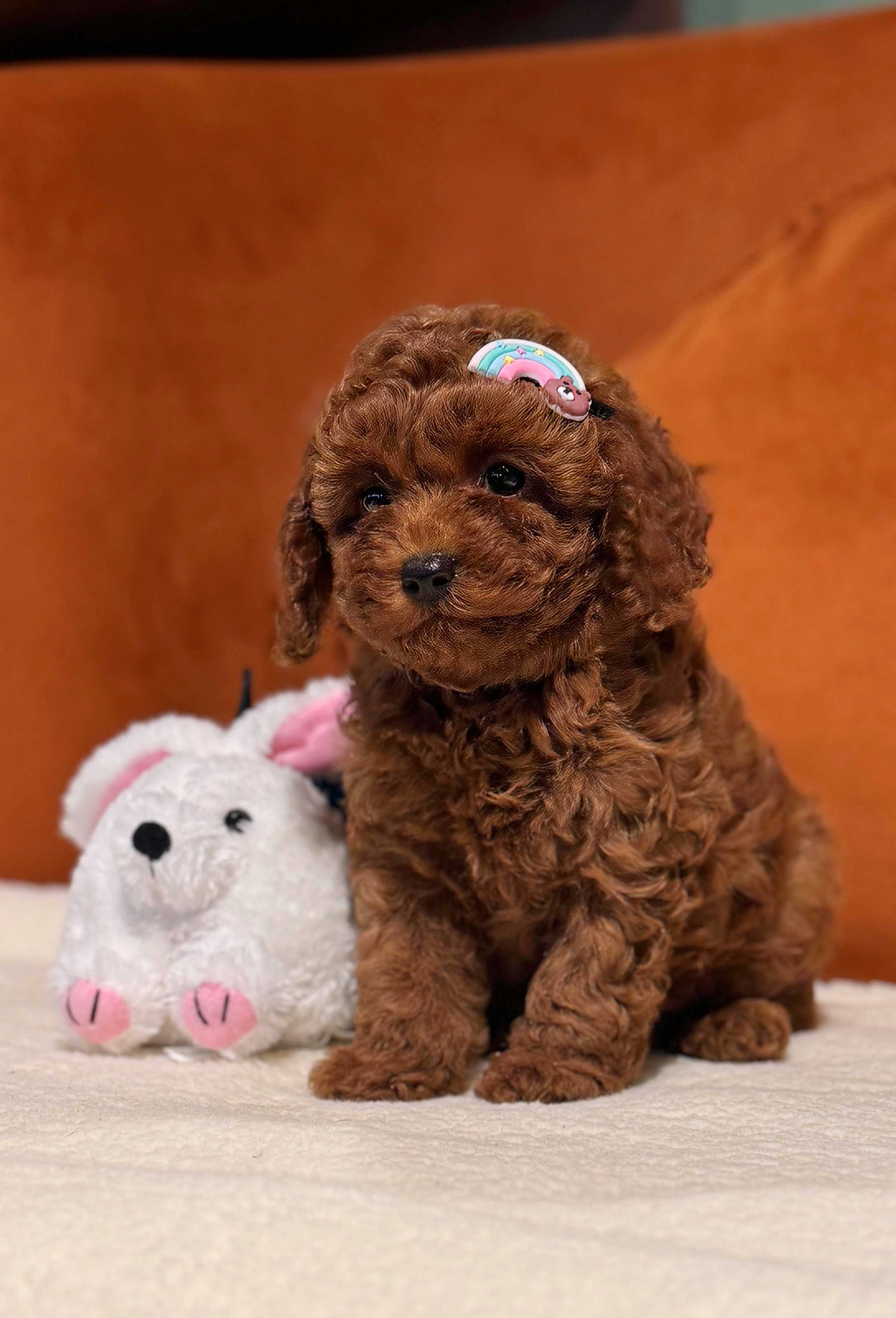 Poodle Yavruları