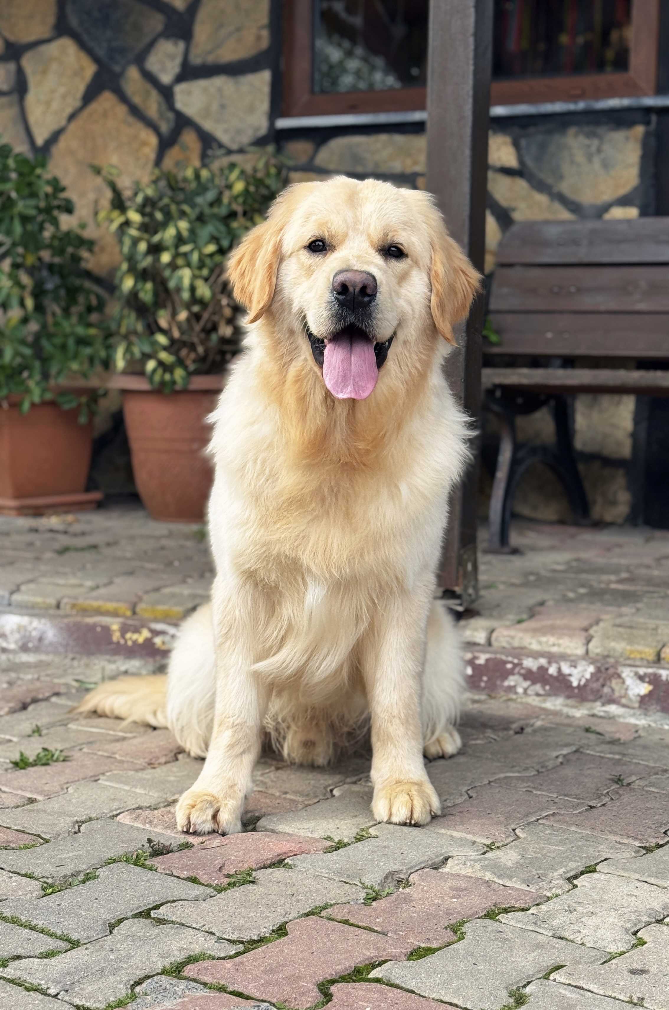 CHARLIE - Golden Retriever