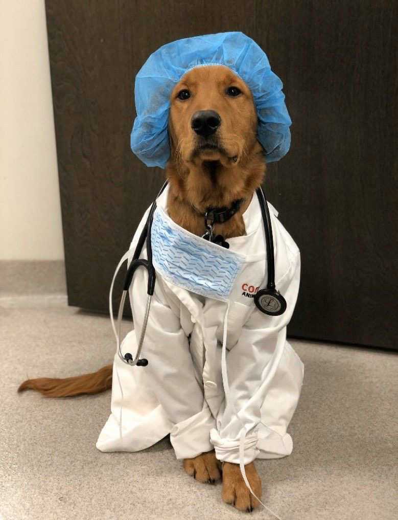 Köpeğimi Kısırlaştırmalı mıyım ?