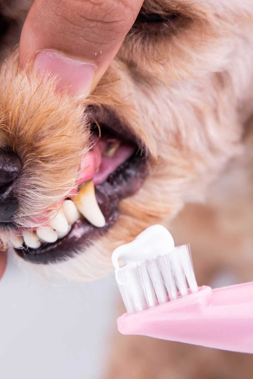 Köpeklerin diş bakımı nasıl olmalıdır ?