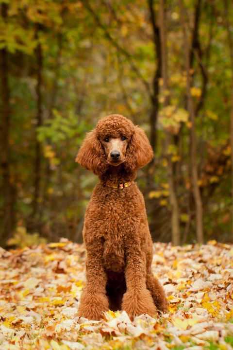 Poodle