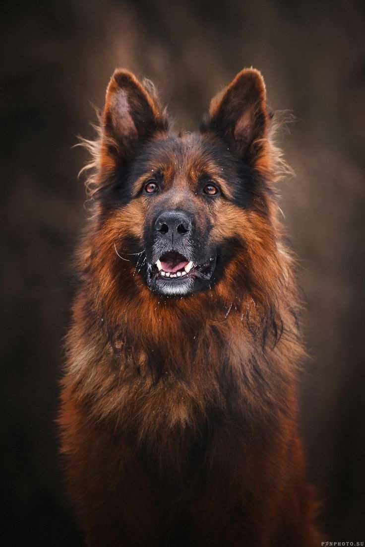 Alman Çoban Köpeği 
