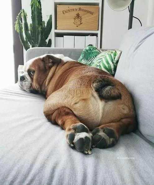 Köpeklerdeki Anal Keseler