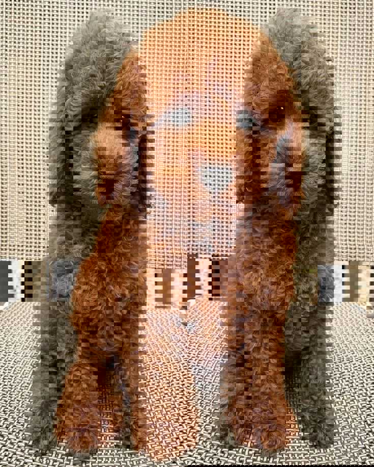 Neden Poodle ?