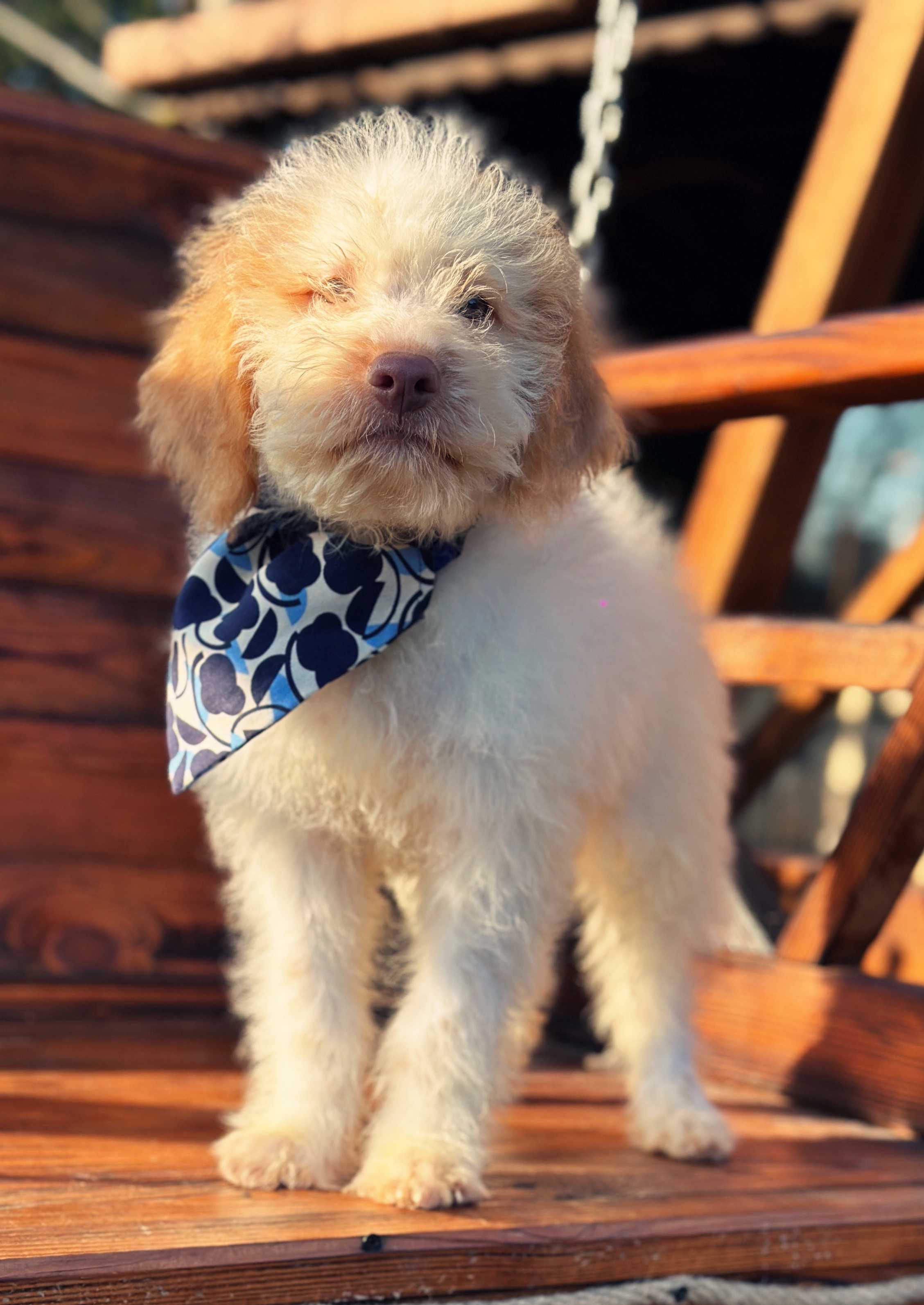 Lagotto Romagnolo Yavruları