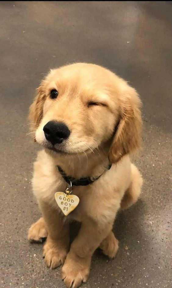 Size Farklı Fikirler Verecek "Köpek İsimleri"