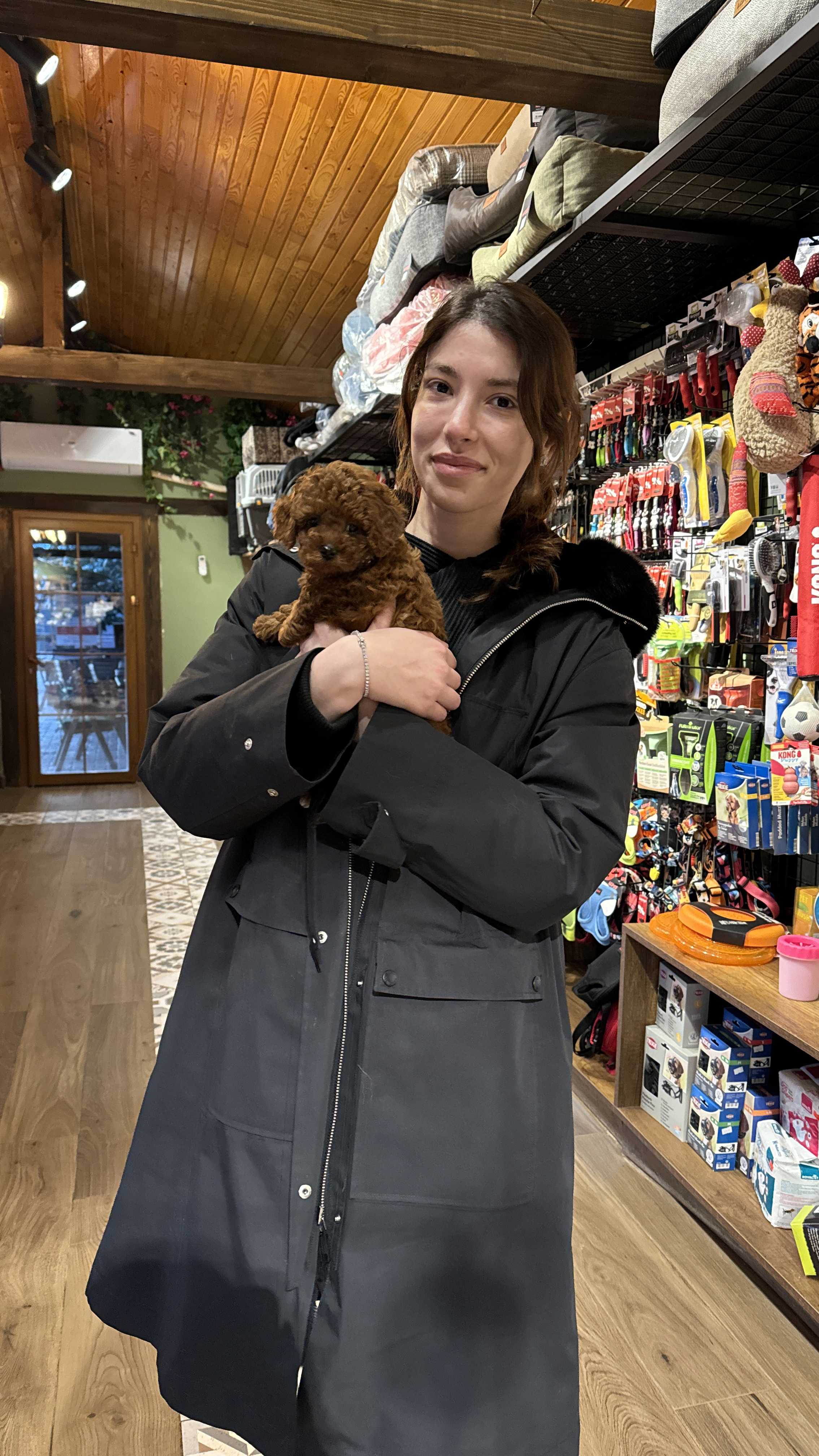 Naz hanım, Toy poodle yavrumuz Cruz'u ailesine katmaya karar verdi. Yeni adı Simba oldu:) Mutluluklar ...